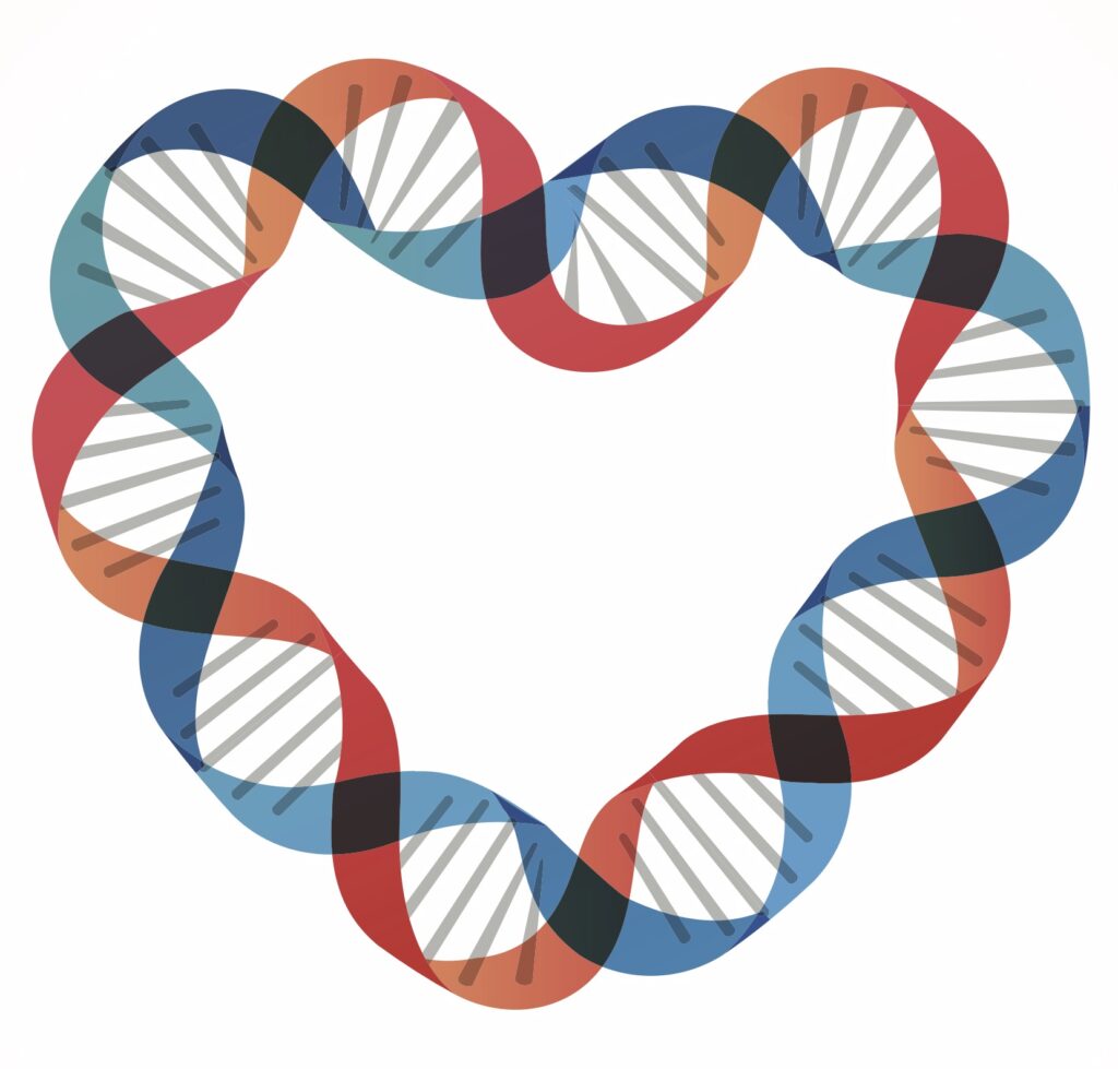 dna strand in the shape of a heart
